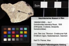 Foto (Objket + Etiketten) von Goniodromites bidentatus (Reuss, 1858)